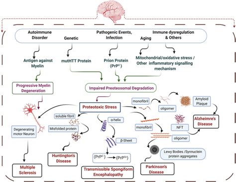 Overview Of Proteotoxic Stress Mediated Pathophysiology Behind Common