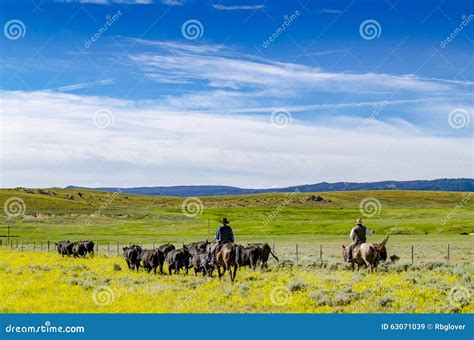 Cowboy Herding Cattle Stock Image Image Of Cattle Outdoors 63071039