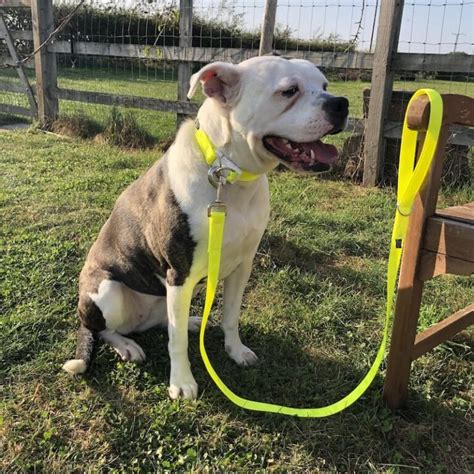 Fluorescent Dog Lead Sizes For Small And Large Dogs Meg Heath