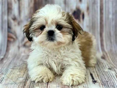 Shih Tzu