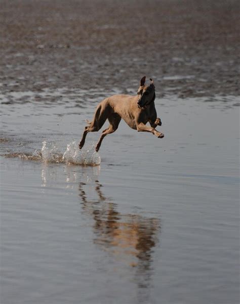 Perro Corriendo En El Agua Foto Premium