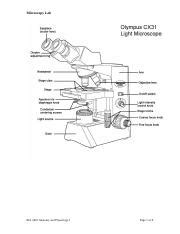 Microscopy Lab Docx Microscopy Lab Biol Anatomy And