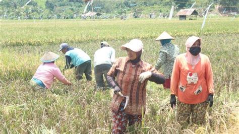 Petani Di Samarinda Keluhkan Kenaikan Harga Pupuk Urea Tembus Rp 112