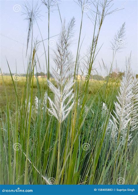 Kusha grass in fields stock image. Image of fields, grass - 158405883