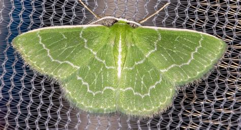 Maryland Biodiversity Project Southern Emerald Moth Synchlora Frondaria