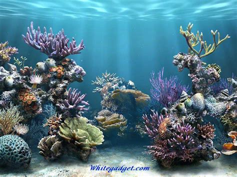 Best aquarium screensaver roku - grecorps