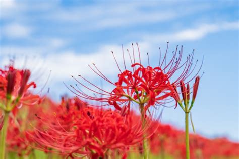 23日は秋分の日 朝晩は秋の涼しさに 株式会社 気象サービス