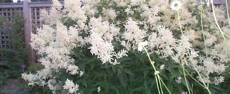 Giant Fleeceflower White Fleece Flower White Dragon Persicaria Polymorpha