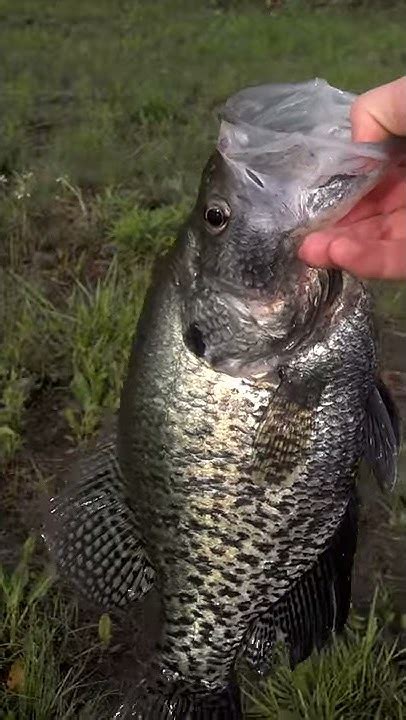 Big Crappie Kansas Youtube