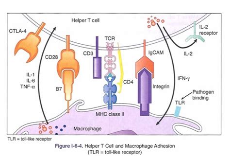 T Cell Mediated Immunity Flashcards Quizlet