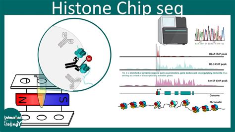 Histone Chip Seq Applications Of Histone Chip Seq Methods In