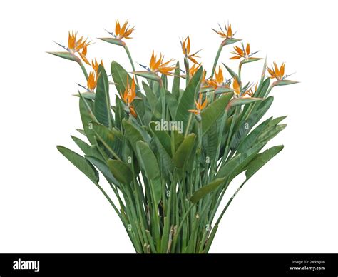 Strelitzia Flower Plant Isolated On White Bird Of Paradise Or Crane