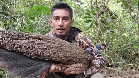 Foto Heboh Penemuan Burung Kuau Raja Maskot Sumatera Barat Yang Hampir