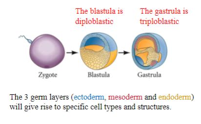 ANS 220 Sex Determination And Gonad Development Module 2 Flashcards