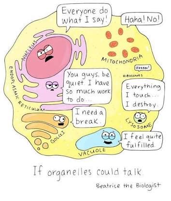 What cartoons characters can you compare the cell membrane, nucleus ...