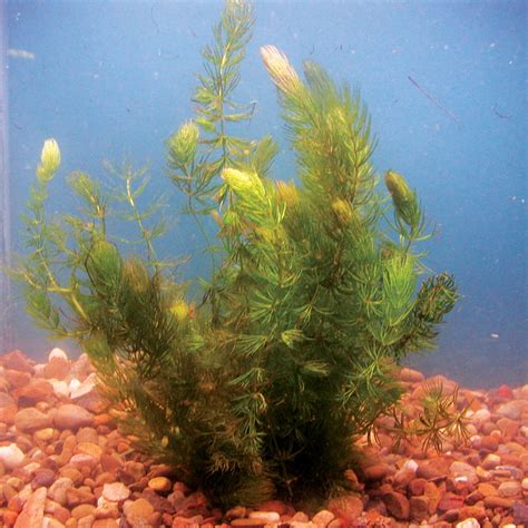 Hornwort Submerged Pond Plants The Pond Guy