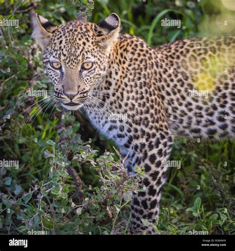 Africa Tanzania African Leopard Panthera Pardus Stalking Prey