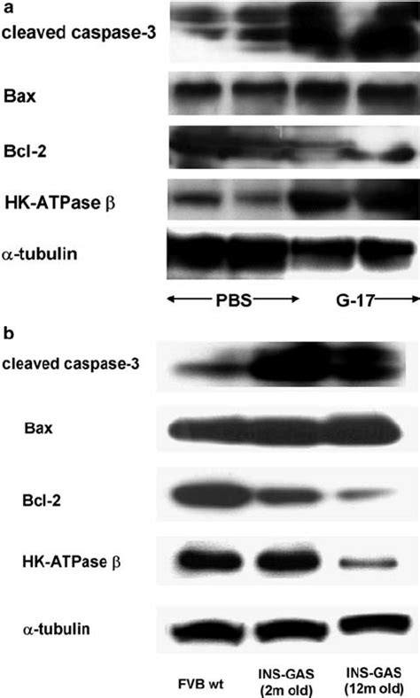 Examination Of Apoptosis Related Protein Expression By Western Blots Of