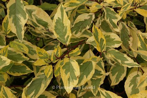 Cornus Alba Gouchaultii Plantentuin Esveld