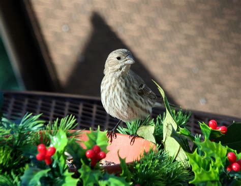 Room Without Walls Red House Finch