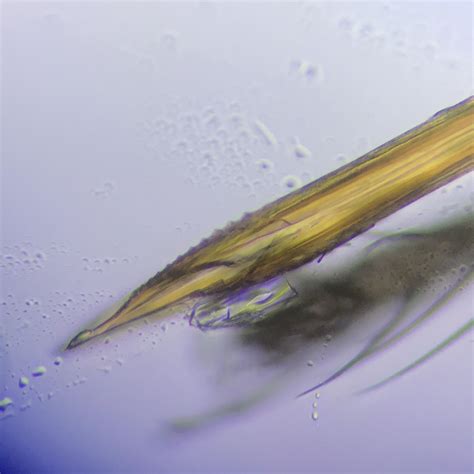 Mosquito proboscis 40x : microscopy