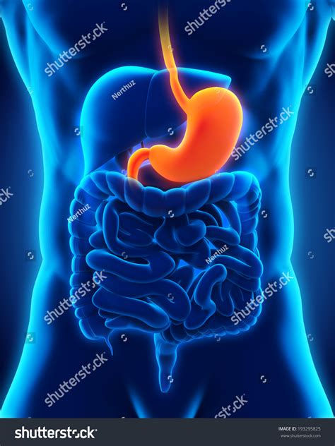 Human Stomach Anatomy Stock Photo 193295825 Shutterstock