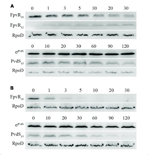 Effects Of Clpp Mutation On Degradation Of Fpvr 20 And σ Pvds Download Scientific Diagram