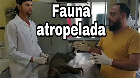 Fauna Atropelada Milhares De Animais Silvestres Est O Sendo