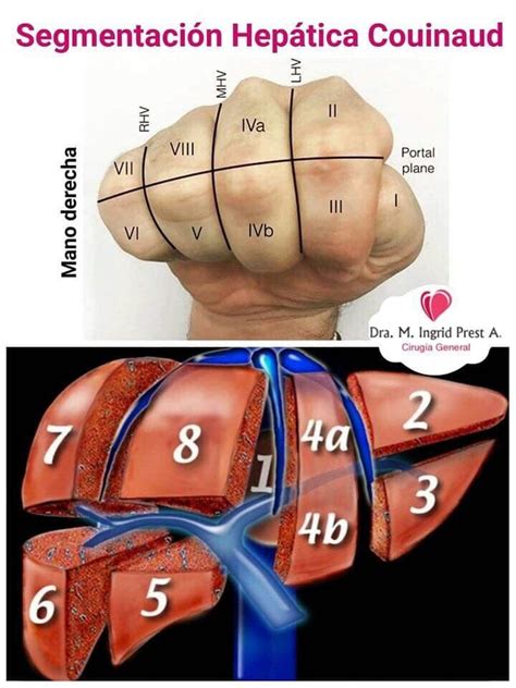 Pin By Karla Guill N On Mnemotecnia Medicina Medical Anatomy Medical