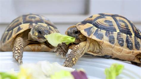 Qu Comen Las Tortugas Conoce Su Alimentaci N Seg N Edad Y Especie