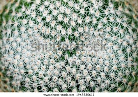 Close Macro Photography Background Mammillaria Cactus Stock Photo