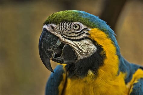 Types of Macaws to Consider as a Pet