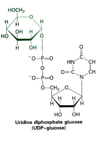 Ch Gluconeogenesis And Glycogen Metabolism Flashcards Quizlet