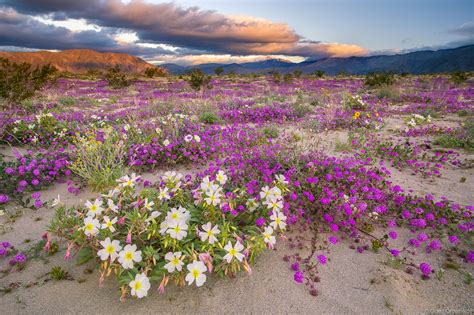 Anza-Borrego Wildflowers | Borrego Springs, California | Grant ...