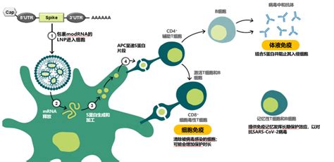 【关注】不打疫苗会吃亏！看看不同种类新冠疫苗，各有什么优势？ 阳春市人民政府门户网站