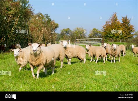 Sheep On The Dutch Dike Stock Photo Alamy