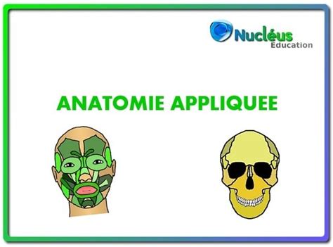 L Anatomie Appliqu E