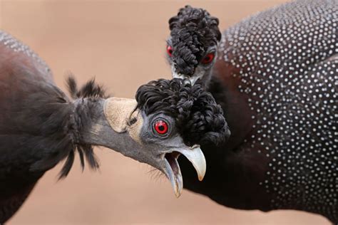 Bird Photography By The Flacks Richard Flack Award Winning Bird