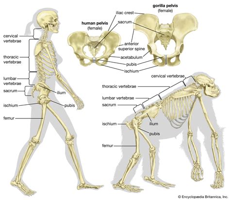 Comparative anatomy | Definition, Examples, & Facts | Britannica