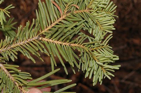 Abies Concolor Pinaceae Image 31093 At