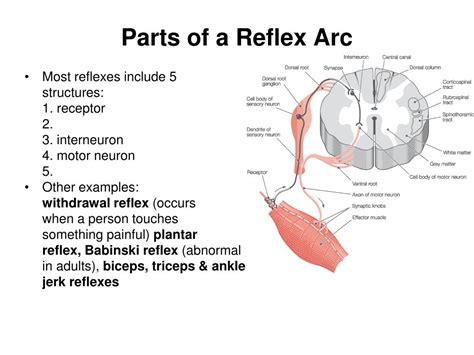 Ppt Chapter 11 Powerpoint Presentation Free Download Id5790377