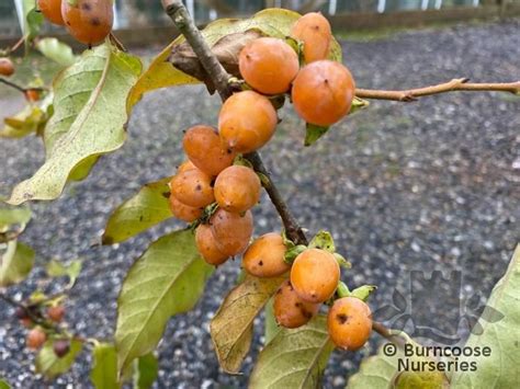 Diospyros Lotus From Burncoose Nurseries