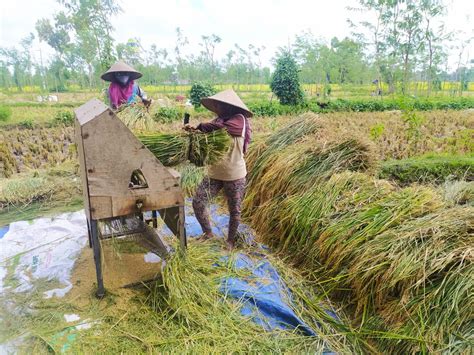 Petani Di Loteng Diimbau Percepat Tanam Padi Pasca Panen Raya