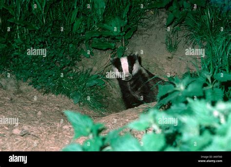 European Badger Meles Meles Emerging From Sett Cotswolds Uk Stock Photo