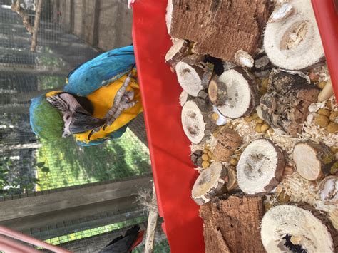 Foto Las Garras Una Parte Fundamental De Su Enriquecimiento Ambiental