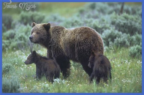 Yellowstone Bears - ToursMaps.com