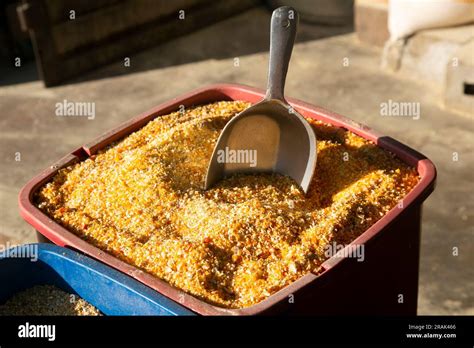 ground corn   product  grinding semillina broken corn