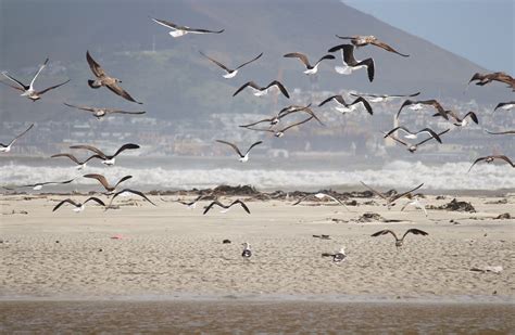 Free Images : sea, coast, water, seabird, flock, fly, wildlife, gull