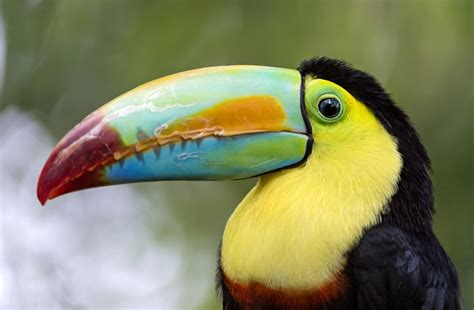 Toucan Wallpapers Wallpaper Cave