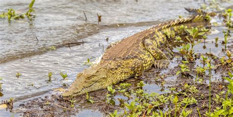 The Mighty Crocodiles Of The Limpopo River Gvi Gvi